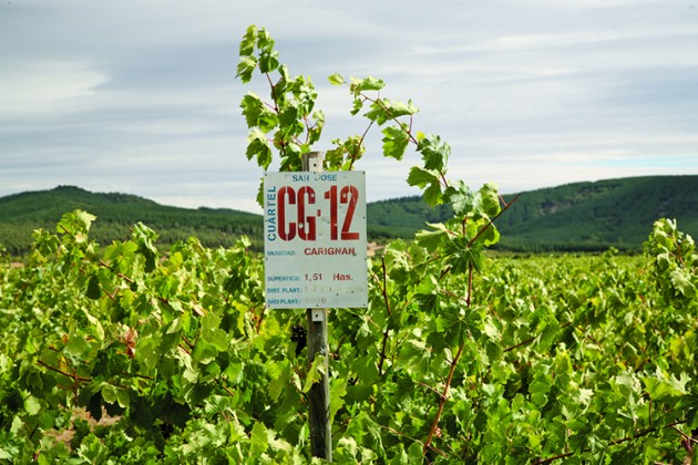 De Martino’s Carignan vineyard in Mule