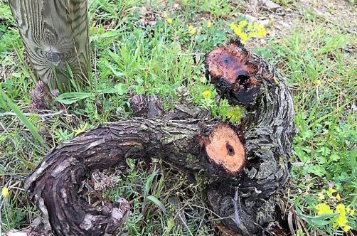 사진: 루시용 지역 클로 드 롬의 훼손된 포도나무. 사진 제공: 클로 드 롬 소유주 에릭 모네