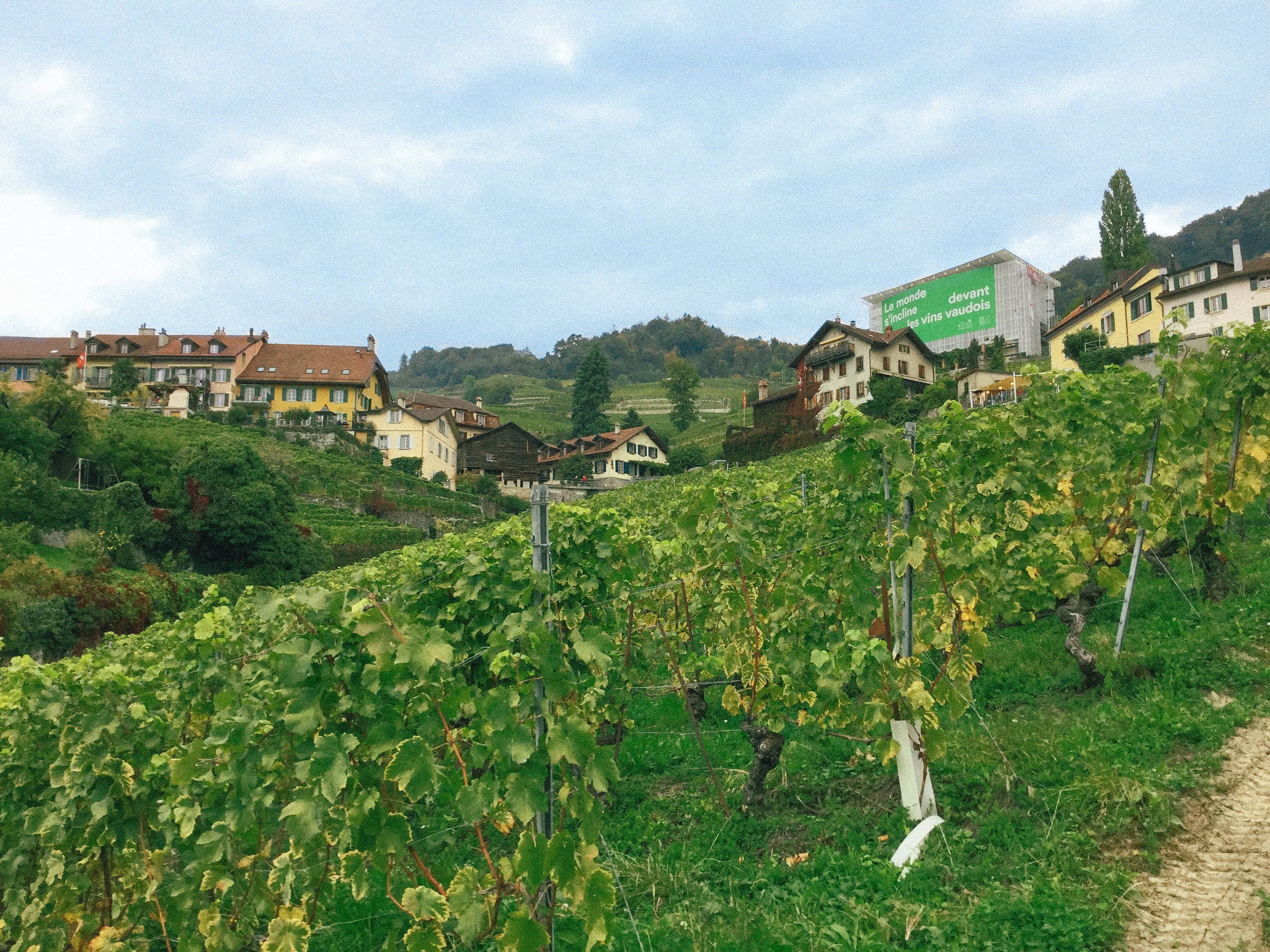 사진2) 보(Vaud) 지역 포도밭 전경