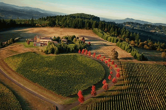 winery-hill-vineyard