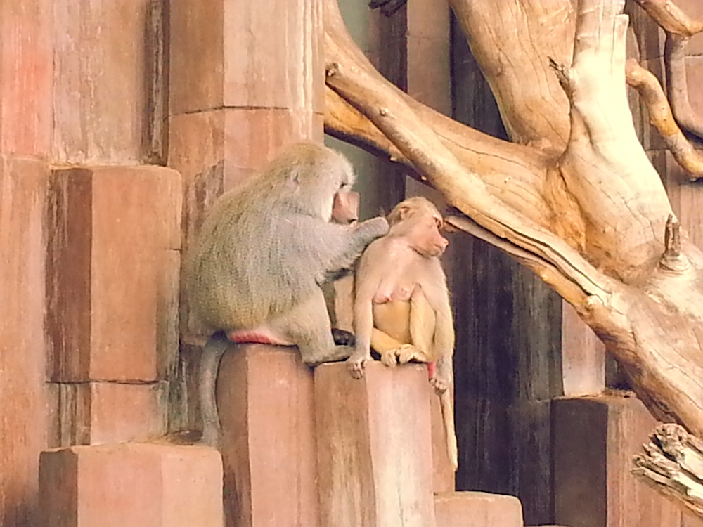 [사진 004] 사이좋게 지내고 있는 원숭이들.
