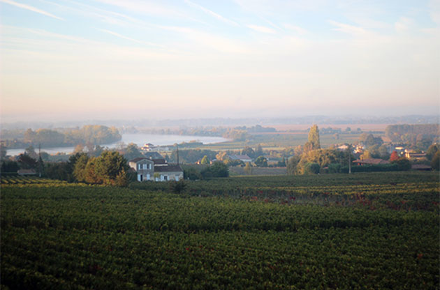 chateau-gaby-vineyards