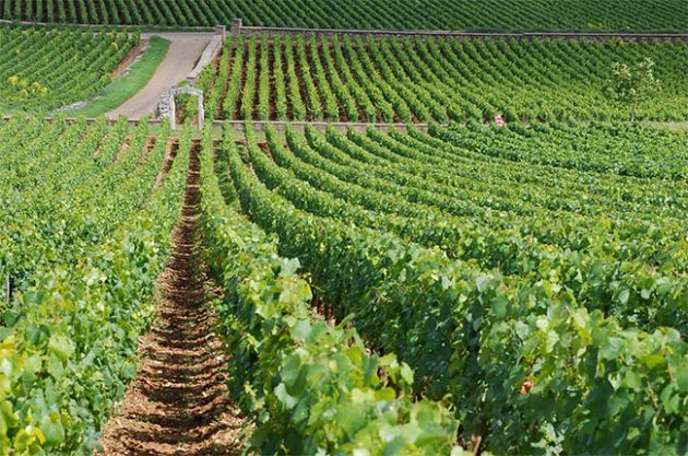 montrachet-vineyards